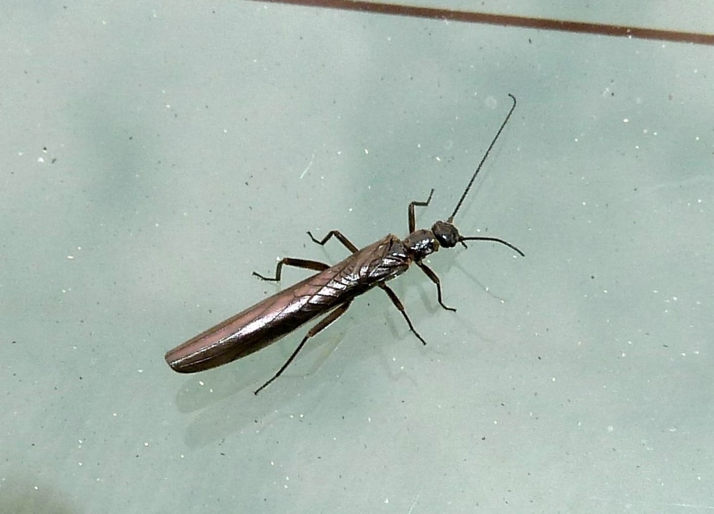 Leuctra del Monte Mottarone
